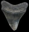 Fossil Megalodon Tooth - Georgia #68071-2